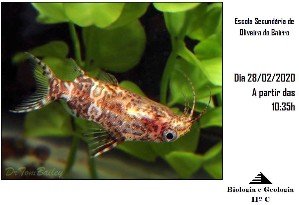 Tertúlia Científica: PEIXE-GATO-DE-VENTRE-ESCURO